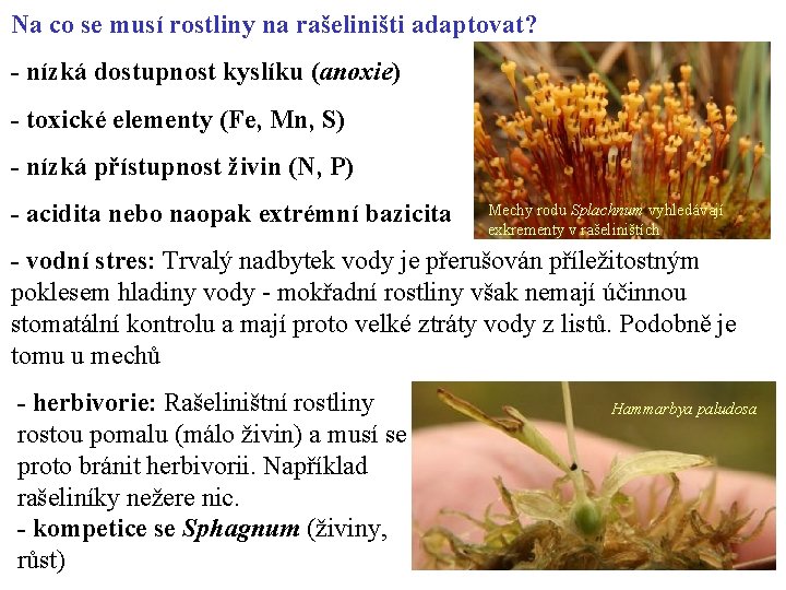 Na co se musí rostliny na rašeliništi adaptovat? - nízká dostupnost kyslíku (anoxie) -