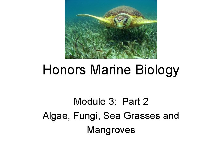 Honors Marine Biology Module 3: Part 2 Algae, Fungi, Sea Grasses and Mangroves 