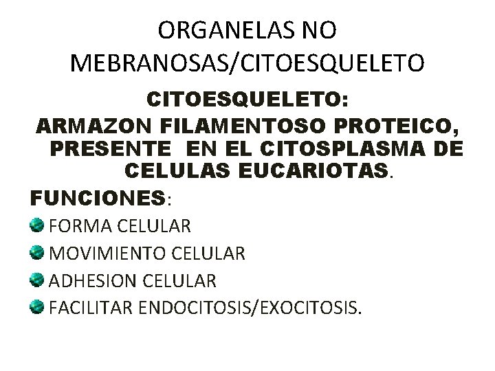 ORGANELAS NO MEBRANOSAS/CITOESQUELETO: ARMAZON FILAMENTOSO PROTEICO, PRESENTE EN EL CITOSPLASMA DE CELULAS EUCARIOTAS. FUNCIONES: