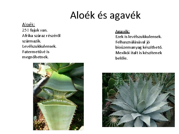 Aloék: 250 fajuk van. Afrika száraz részéről származik. Levélszukkulensek. Fatermetűvé is megnőhetnek. Aloék és Aloék: 250 fajuk van. Afrika száraz részéről származik. Levélszukkulensek. Fatermetűvé is megnőhetnek. Aloék és