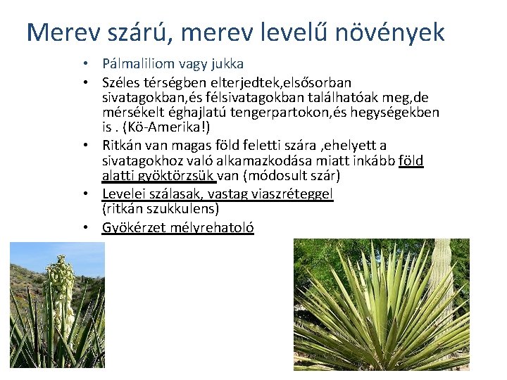 Merev szárú, merev levelű növények • Pálmaliliom vagy jukka • Széles térségben elterjedtek, elsősorban