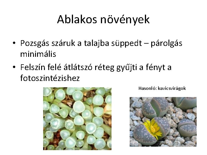 Ablakos növények • Pozsgás száruk a talajba süppedt – párolgás minimális • Felszín felé