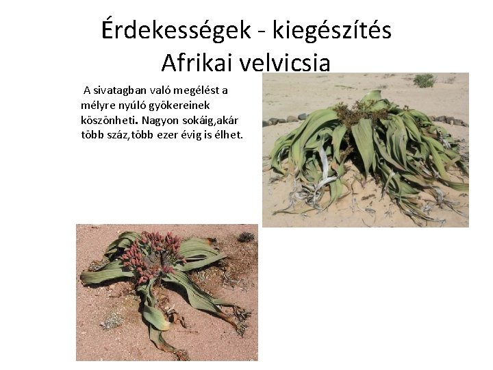 Érdekességek - kiegészítés Afrikai velvicsia A sivatagban való megélést a mélyre nyúló gyökereinek köszönheti.