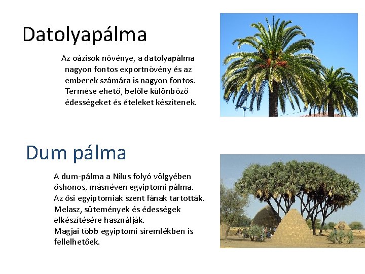 Datolyapálma Az oázisok növénye, a datolyapálma nagyon fontos exportnövény és az emberek számára is