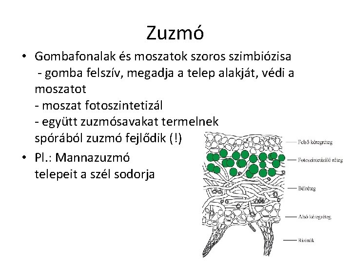 Zuzmó • Gombafonalak és moszatok szoros szimbiózisa - gomba felszív, megadja a telep alakját,