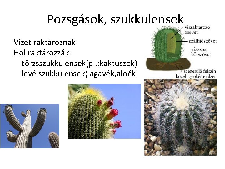 Pozsgások, szukkulensek Vizet raktároznak Hol raktározzák: törzsszukkulensek(pl. : kaktuszok) levélszukkulensek( agavék, aloék) 