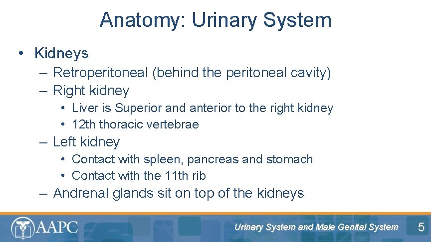 Anatomy: Urinary System • Kidneys – Retroperitoneal (behind the peritoneal cavity) – Right kidney