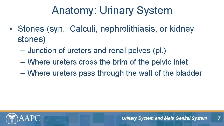 Anatomy: Urinary System • Stones (syn. Calculi, nephrolithiasis, or kidney stones) – Junction of