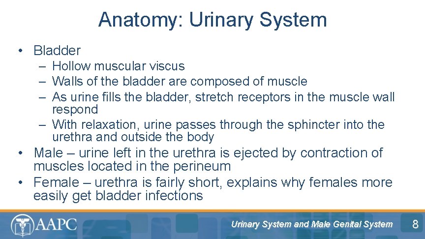 Anatomy: Urinary System • Bladder – Hollow muscular viscus – Walls of the bladder