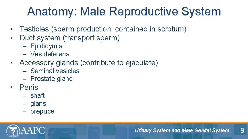 Anatomy: Male Reproductive System • Testicles (sperm production, contained in scrotum) • Duct system