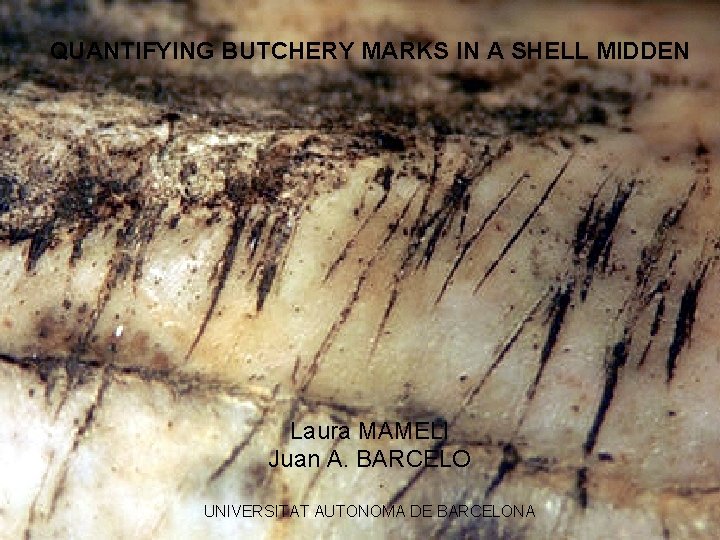 QUANTIFYING BUTCHERY MARKS IN A SHELL MIDDEN Laura MAMELI Juan A. BARCELO UNIVERSITAT AUTONOMA