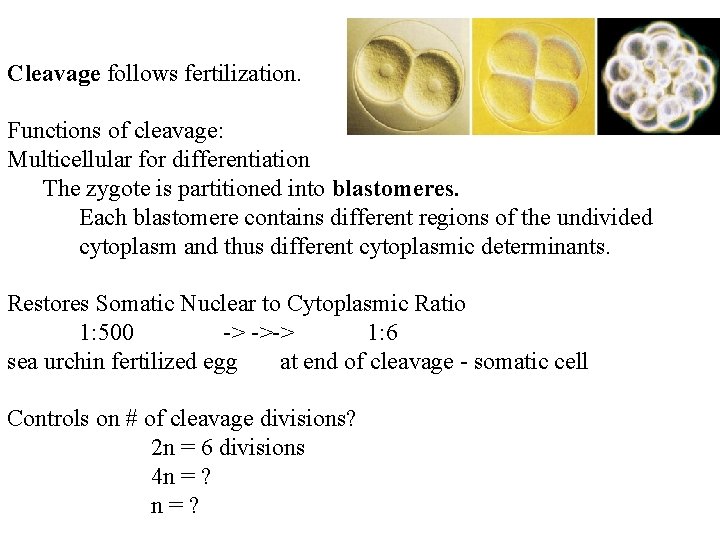 Cleavage follows fertilization. Functions of cleavage: Multicellular for differentiation The zygote is partitioned into