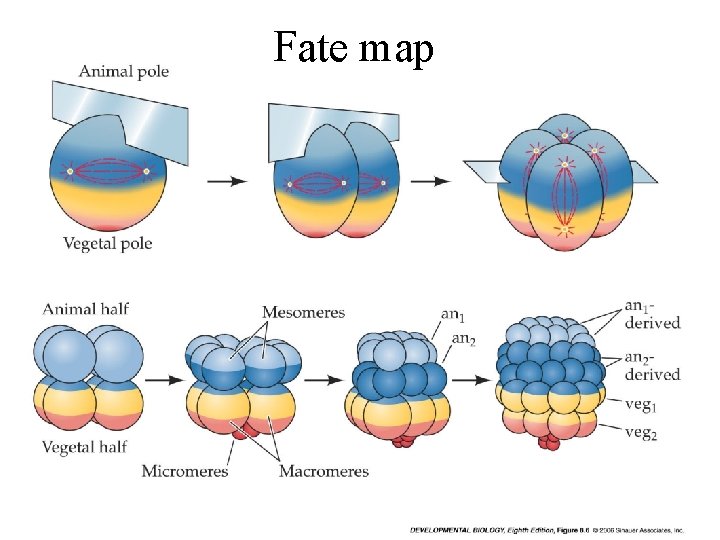 Fate map 