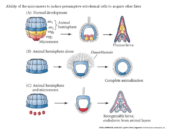 Ability of the micromeres to induce presumptive ectodermal cells to acquire other fates 