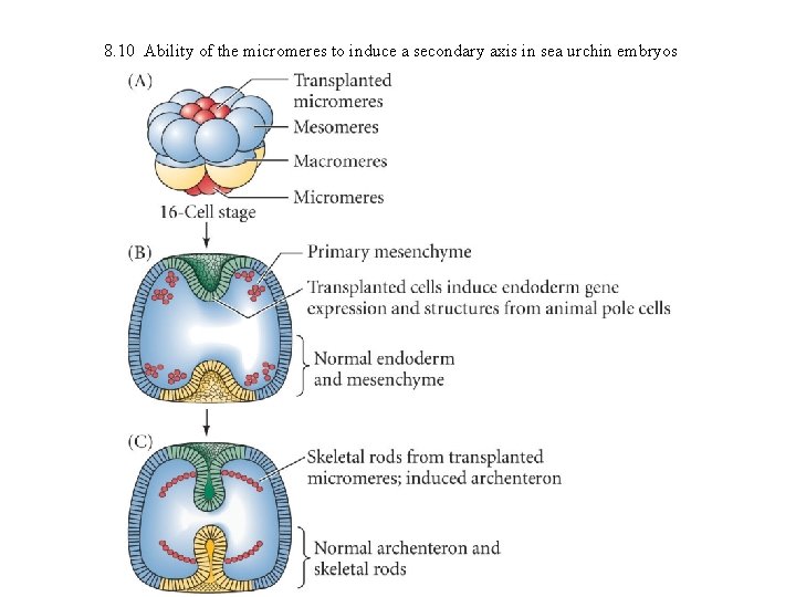 8. 10 Ability of the micromeres to induce a secondary axis in sea urchin