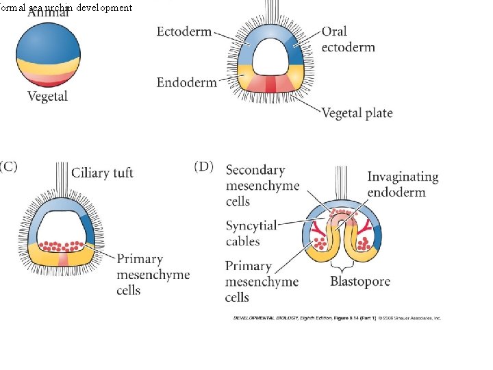 Normal sea urchin development 