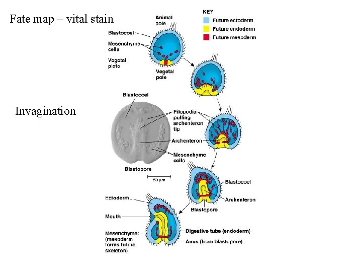 Fate map – vital stain Invagination 