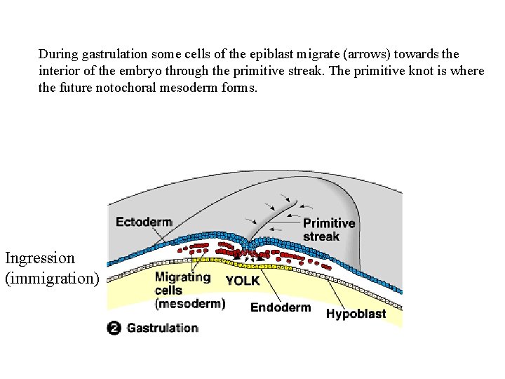 During gastrulation some cells of the epiblast migrate (arrows) towards the interior of the