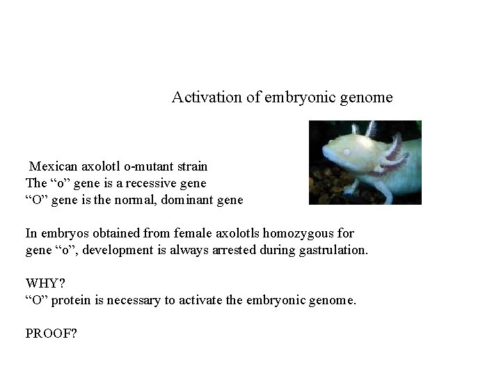 Activation of embryonic genome Mexican axolotl o-mutant strain The “o” gene is a recessive