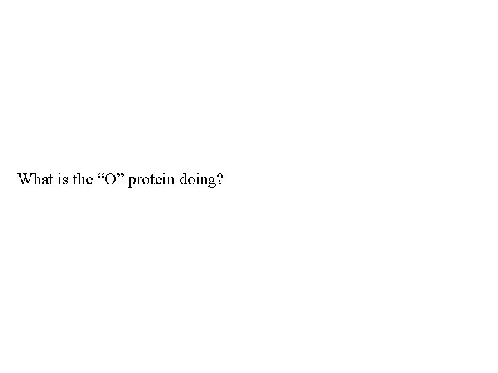 What is the “O” protein doing? 