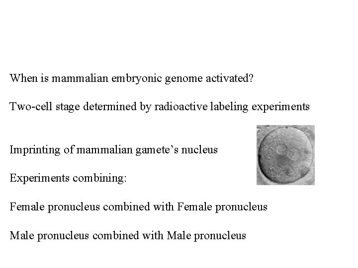 When is mammalian embryonic genome activated? Two-cell stage determined by radioactive labeling experiments Imprinting