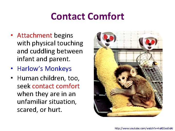 Contact Comfort • Attachment begins with physical touching and cuddling between infant and parent.