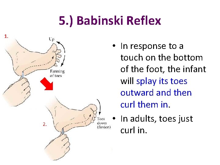 5. ) Babinski Reflex 1. 2. • In response to a touch on the