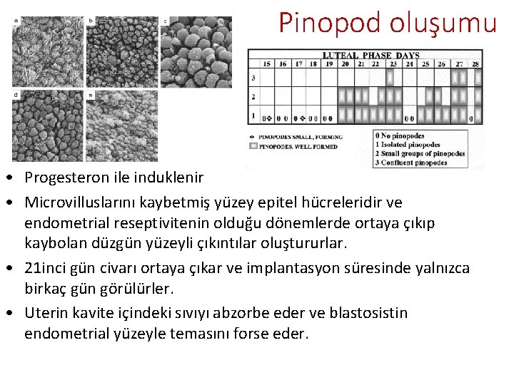 Pinopod oluşumu • Progesteron ile induklenir • Microvilluslarını kaybetmiş yüzey epitel hücreleridir ve endometrial