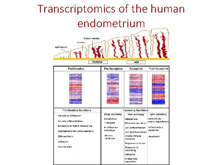 Transcriptomics of the human endometrium 