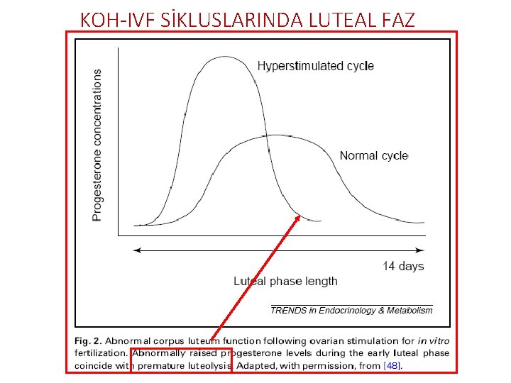 KOH-IVF SİKLUSLARINDA LUTEAL FAZ 