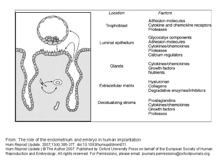 From: The role of the endometrium and embryo in human implantation Hum Reprod Update.