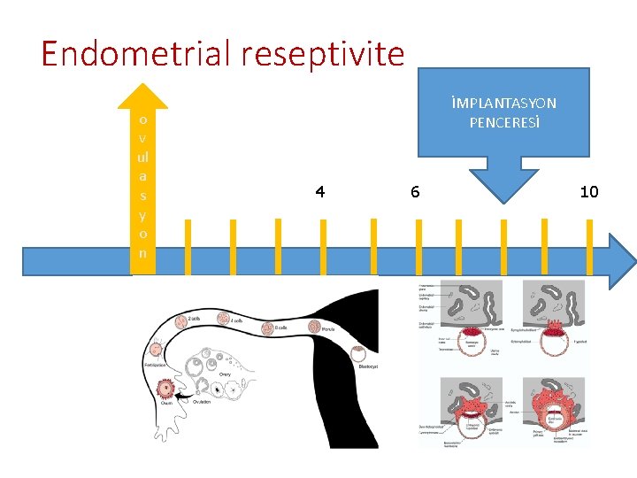 Endometrial reseptivite o v ul a s y o n İMPLANTASYON PENCERESİ 4 6