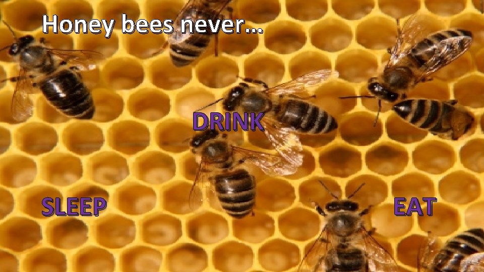 Honey bees never… DRINK SLEEP EAT 