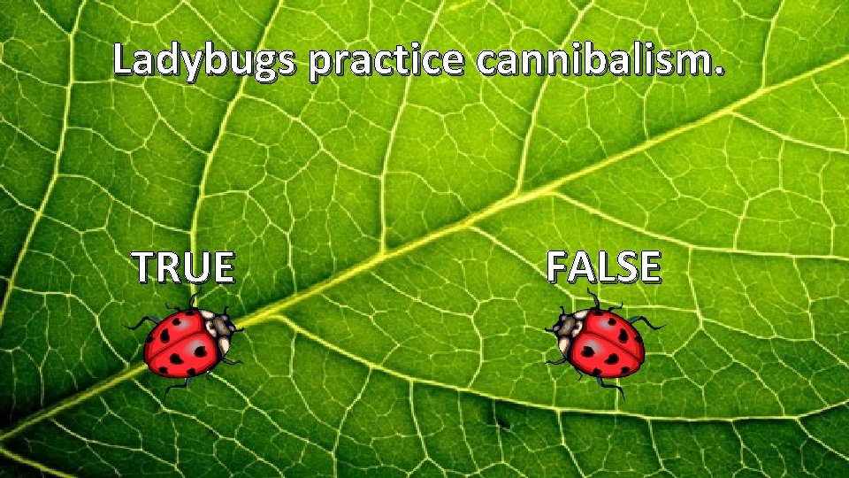 Ladybugs practice cannibalism. TRUE FALSE 