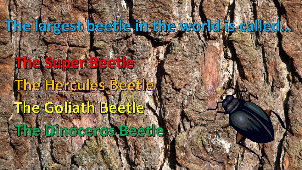 The largest beetle in the world is called… The Super Beetle The Hercules Beetle