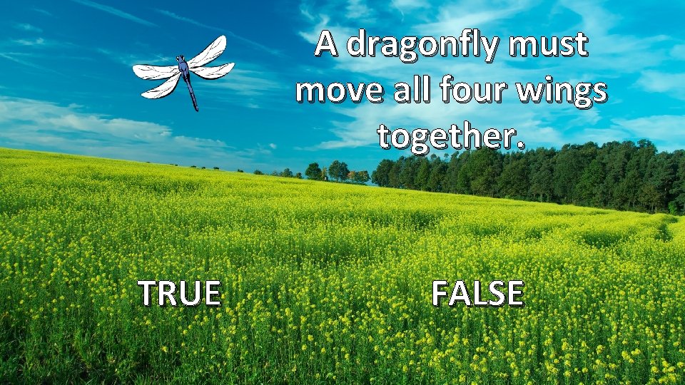 A dragonfly must move all four wings together. TRUE FALSE 