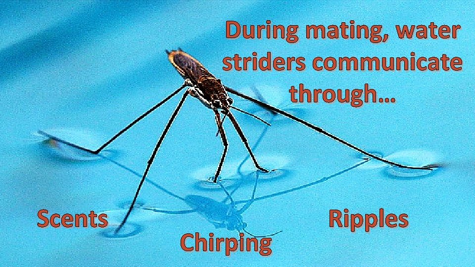 During mating, water striders communicate through… Scents Chirping Ripples 