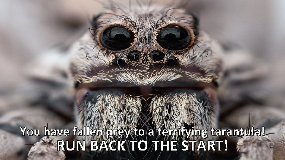 You have fallen prey to a terrifying tarantula! RUN BACK TO THE START! 