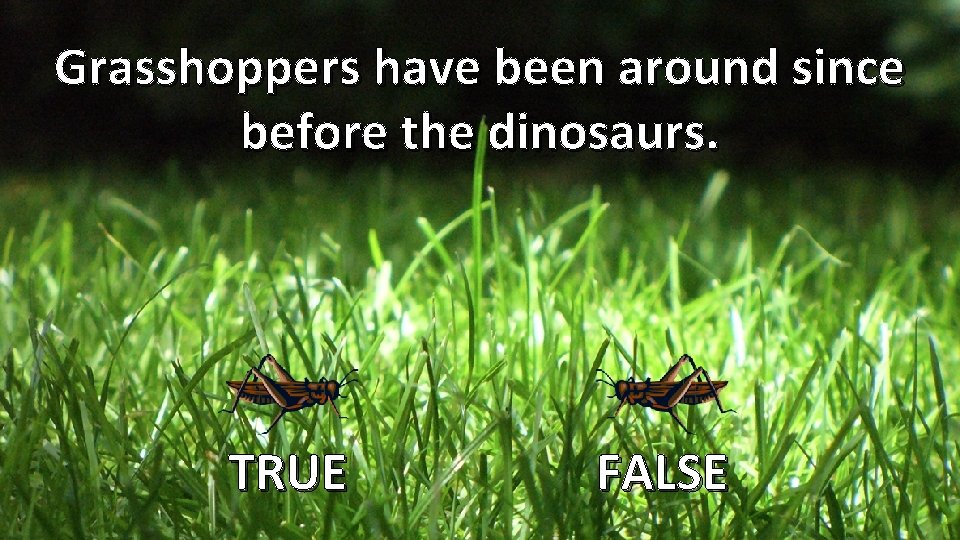 Grasshoppers have been around since before the dinosaurs. TRUE FALSE 