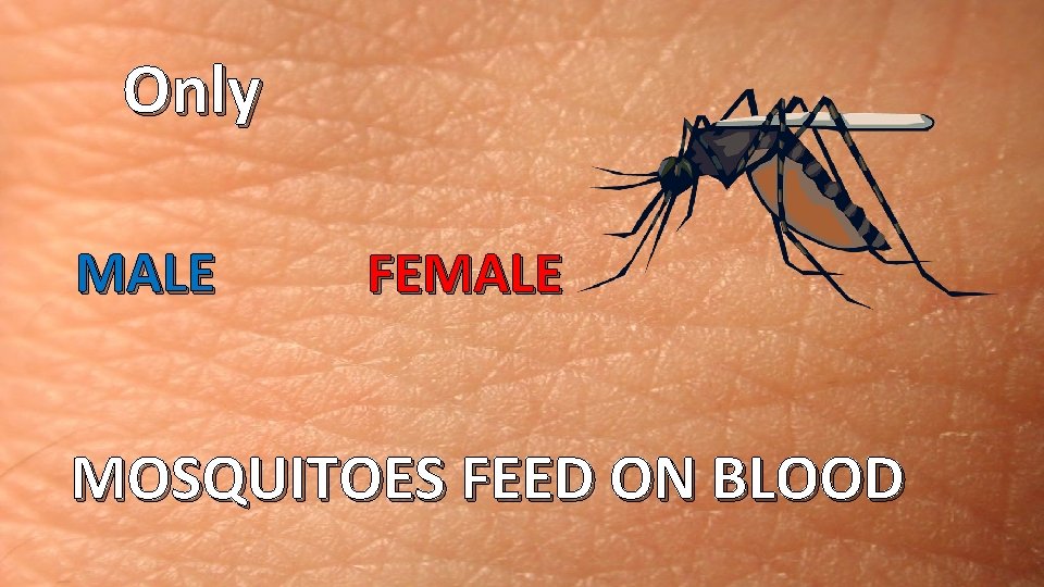 Only MALE FEMALE MOSQUITOES FEED ON BLOOD 