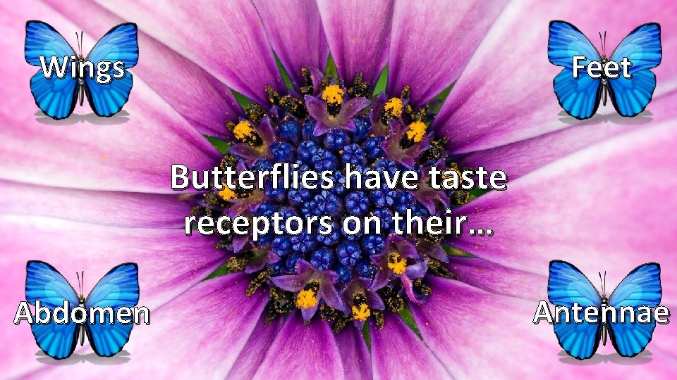 Wings Feet Butterflies have taste receptors on their… Abdomen Antennae 