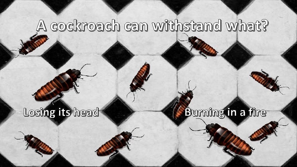 A cockroach can withstand what? Losing its head Burning in a fire 