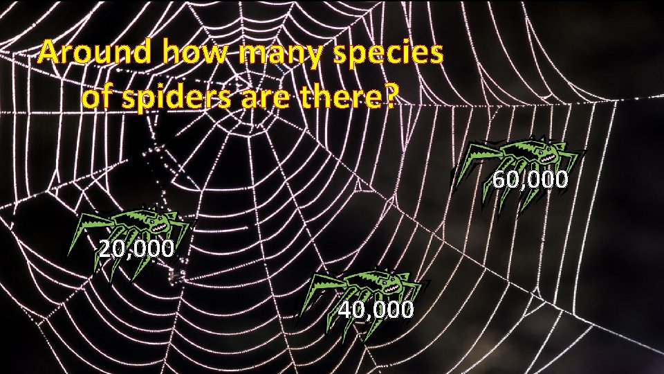 Around how many species of spiders are there? 60, 000 20, 000 40, 000