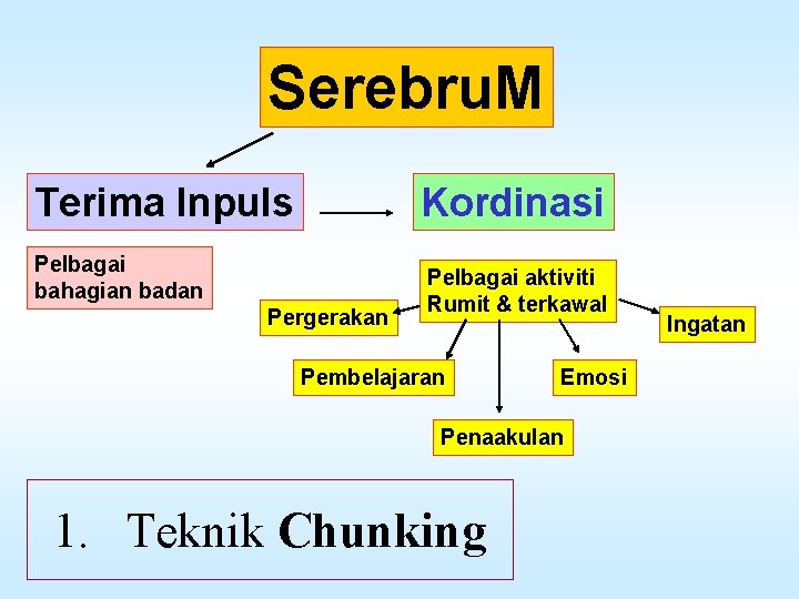 Serebru. M Terima Inpuls Kordinasi Pelbagai bahagian badan Pergerakan Pelbagai aktiviti Rumit & terkawal