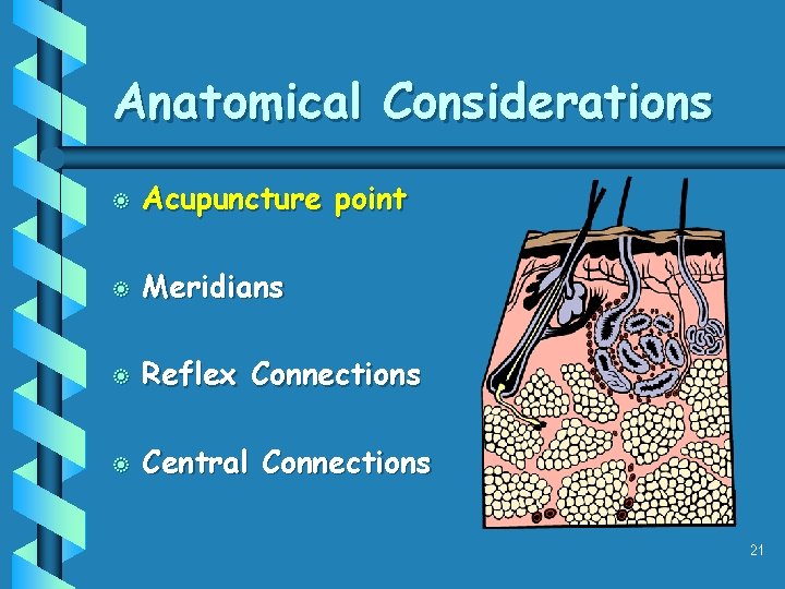 Anatomical Considerations b Acupuncture point b Meridians b Reflex Connections b Central Connections 21