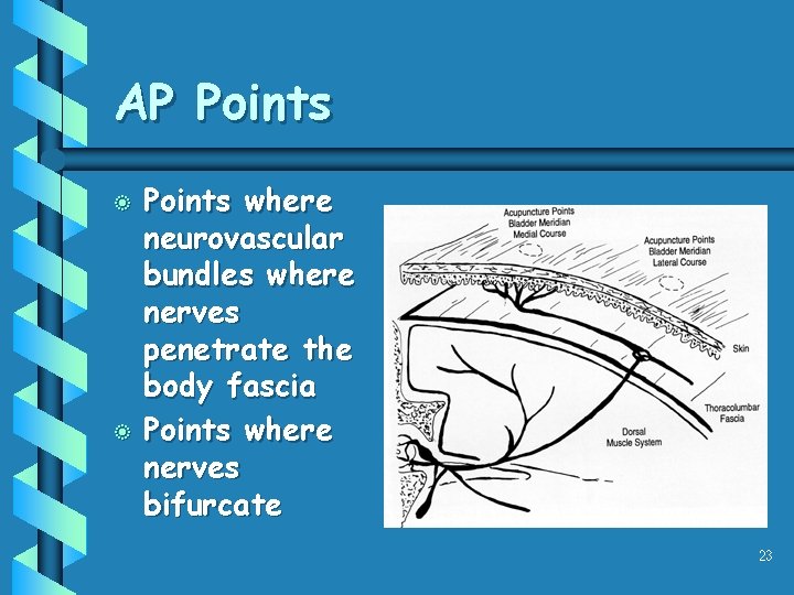 AP Points b b Points where neurovascular bundles where nerves penetrate the body fascia