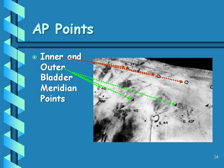 AP Points b Inner and Outer Bladder Meridian Points 24 
