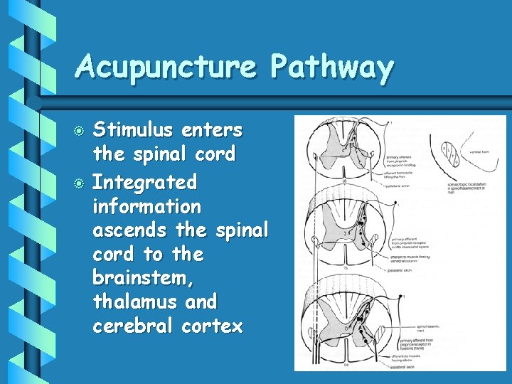 Acupuncture Pathway b b Stimulus enters the spinal cord Integrated information ascends the spinal