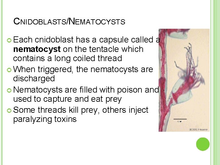 CNIDOBLASTS/NEMATOCYSTS Each cnidoblast has a capsule called a nematocyst on the tentacle which contains