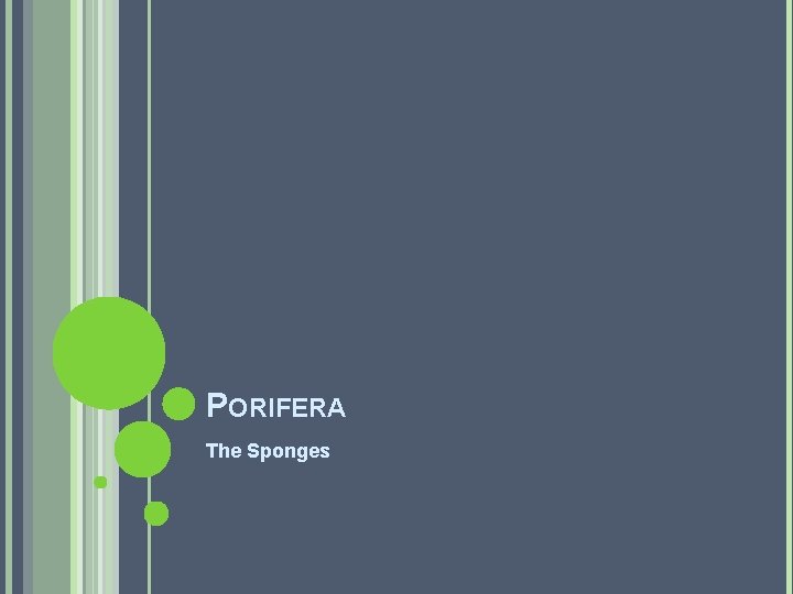 PORIFERA The Sponges 